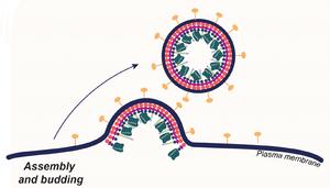 Highly targeted CRISPR delivery system advanc - Vimarsana News