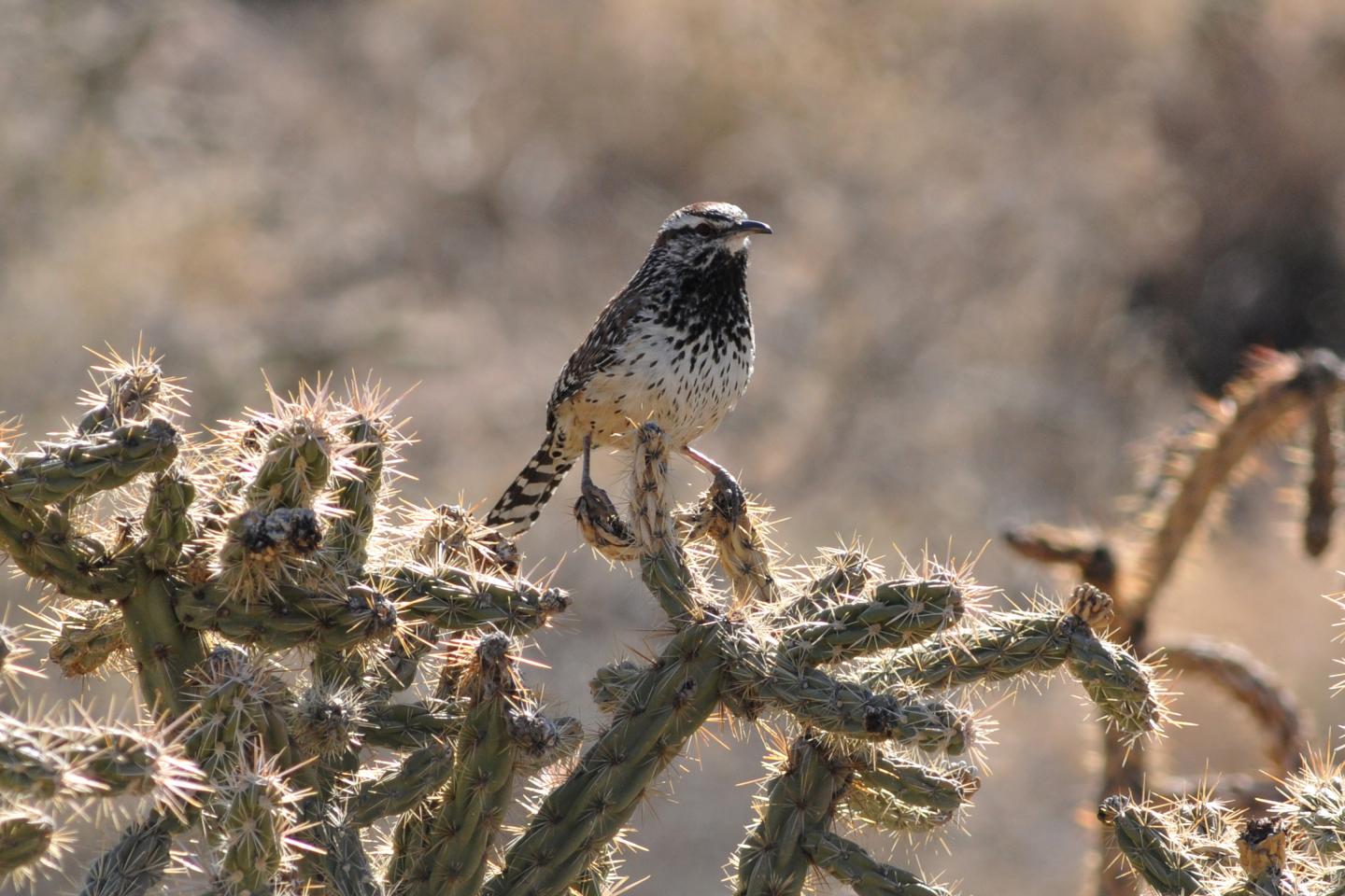 Cactus Wren