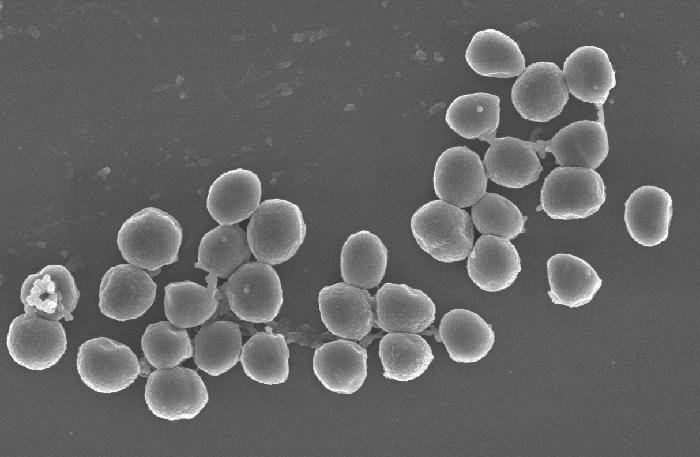 <i>S. aureus</i>