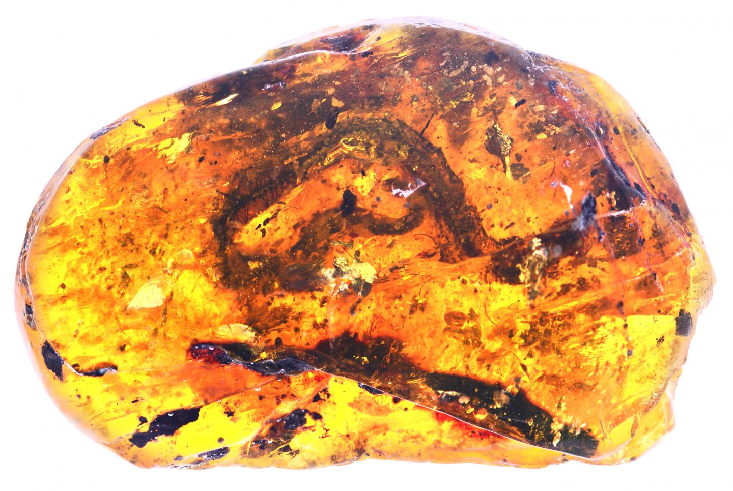 Oldest Baby Snake Fossil Found Preserved in Myanmar Amber (4 of 12)