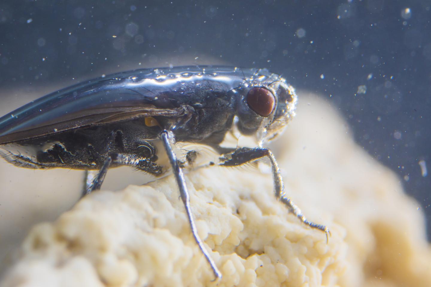 Alkali Fly in Protective Bubble