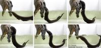 Sequence of Electric Eel Leaping Attack
