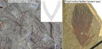 Fossil Feather Comparison