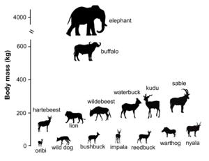 Mammal sizes in Mozambique's Gorongosa National Park