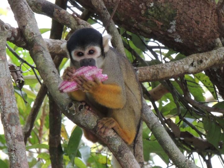 Black-headed Squirrel Monkey