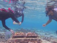 Checking the Status, Growth and Beaching of Nursery Corals in American Samoa