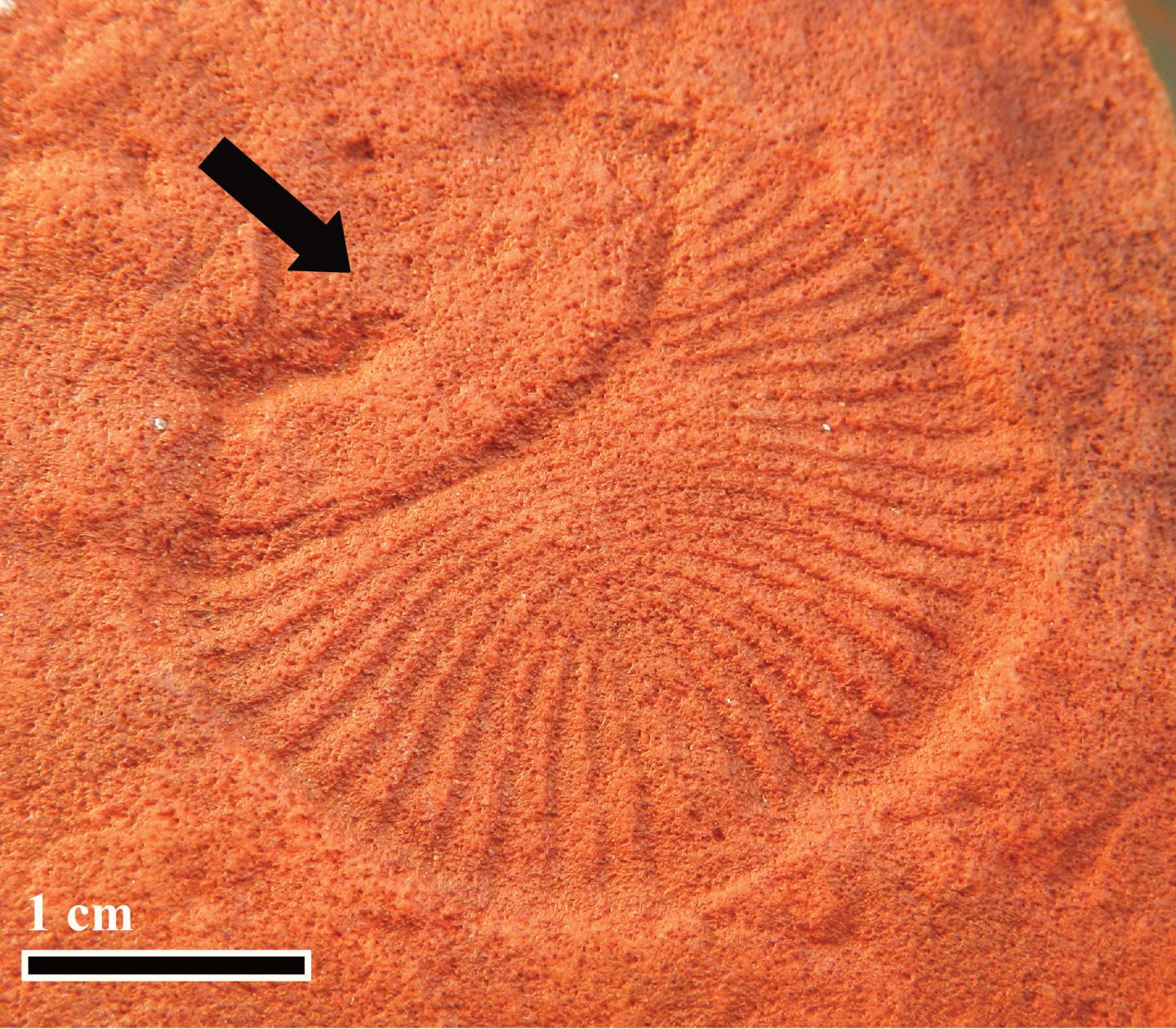 Dickinsonia (1 of 2) [IMAGE] EurekAlert! Science News Releases