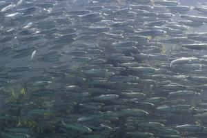 School of herring