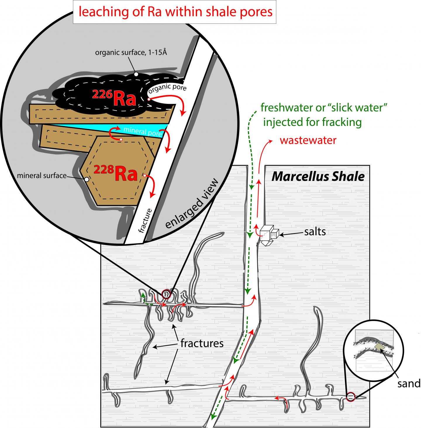 Leaching of Radium within Shale Pores
