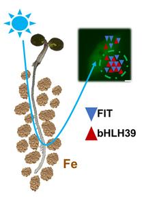 Biomolecular condensates