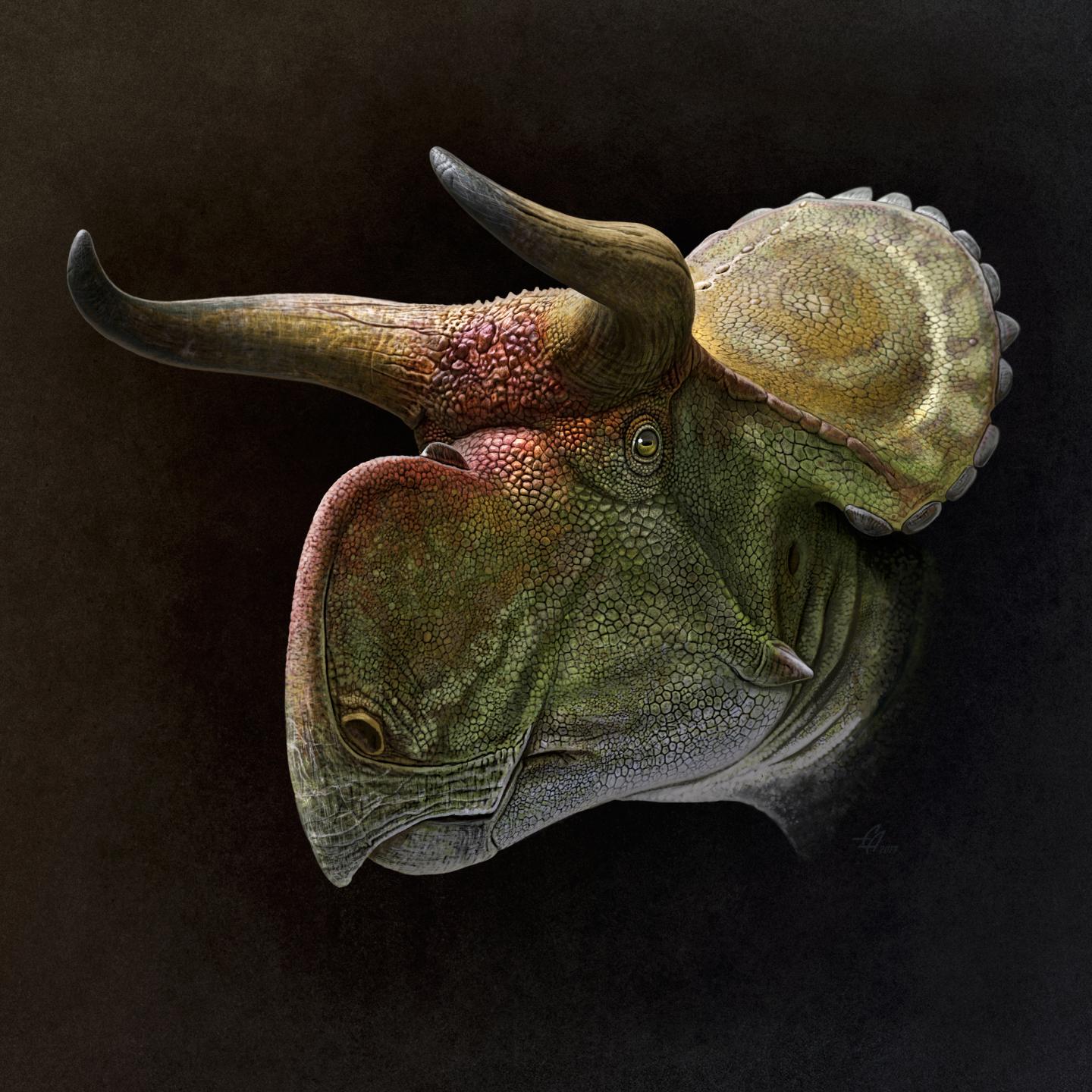 Restoration of the Head of <i>Nasutoceratops</i>