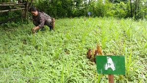 Tricot plot in Laos