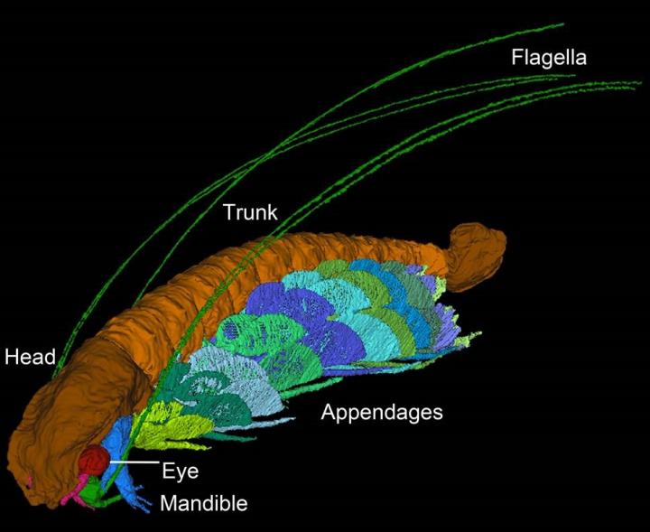 <i>Cascolus ravitis</i>