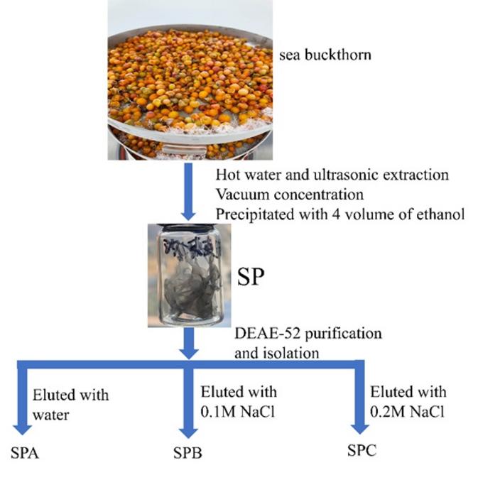 Purification scheme of sea buckthorn polysaccharide