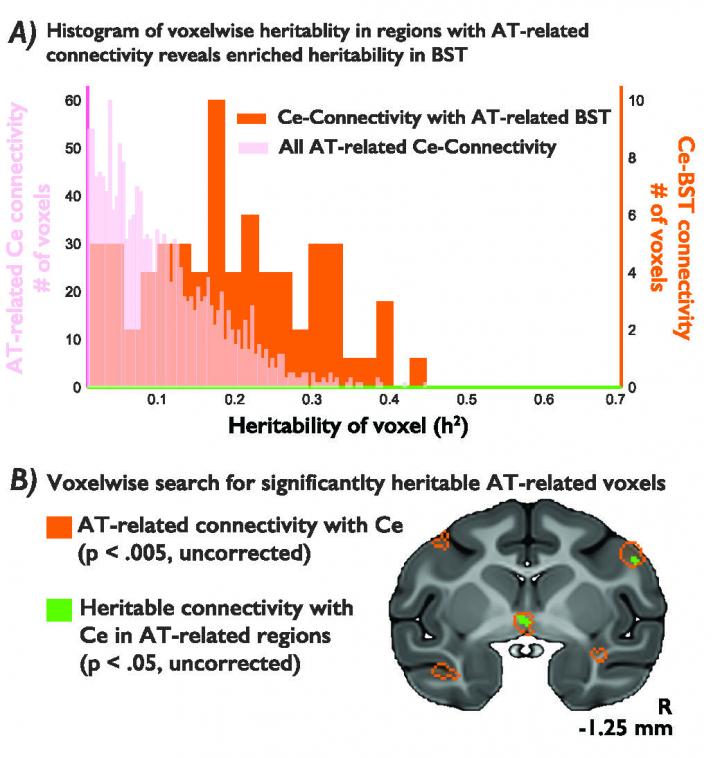 Heritability of Anxiety