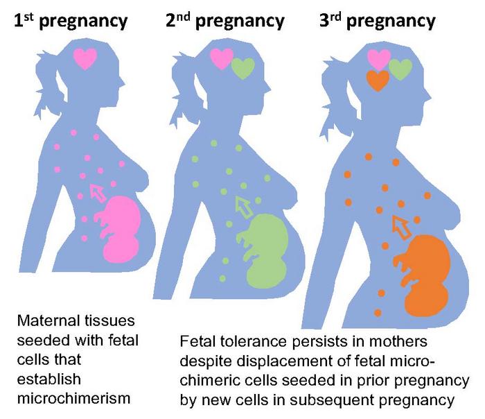 Remembering Pregnancy