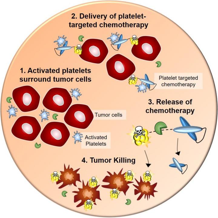 Activated Platelets