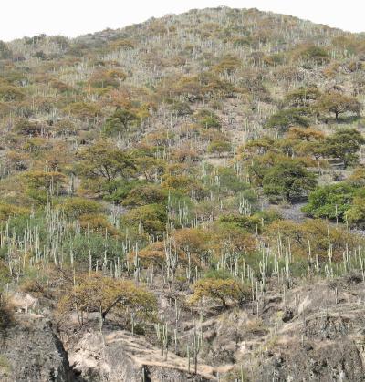 Dry forest, Mantaro Valley, Peruvian Andes