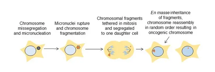 Tether proteins