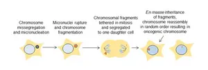 Tether proteins