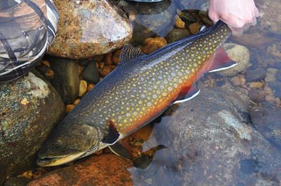 Brook Trout