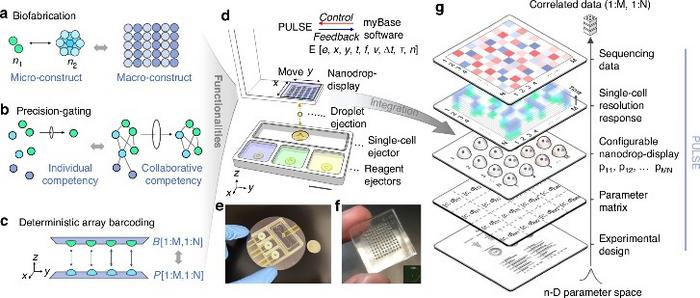 PULSE: an acoustic-based automated single-cell-analysis platform.