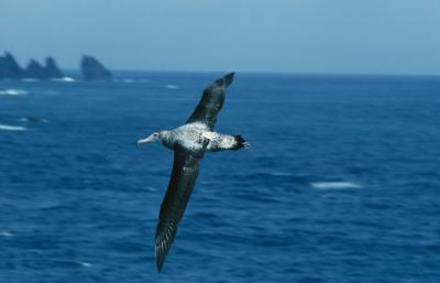 Faster Winds a Boon to Wandering Albatross (7 of 9)