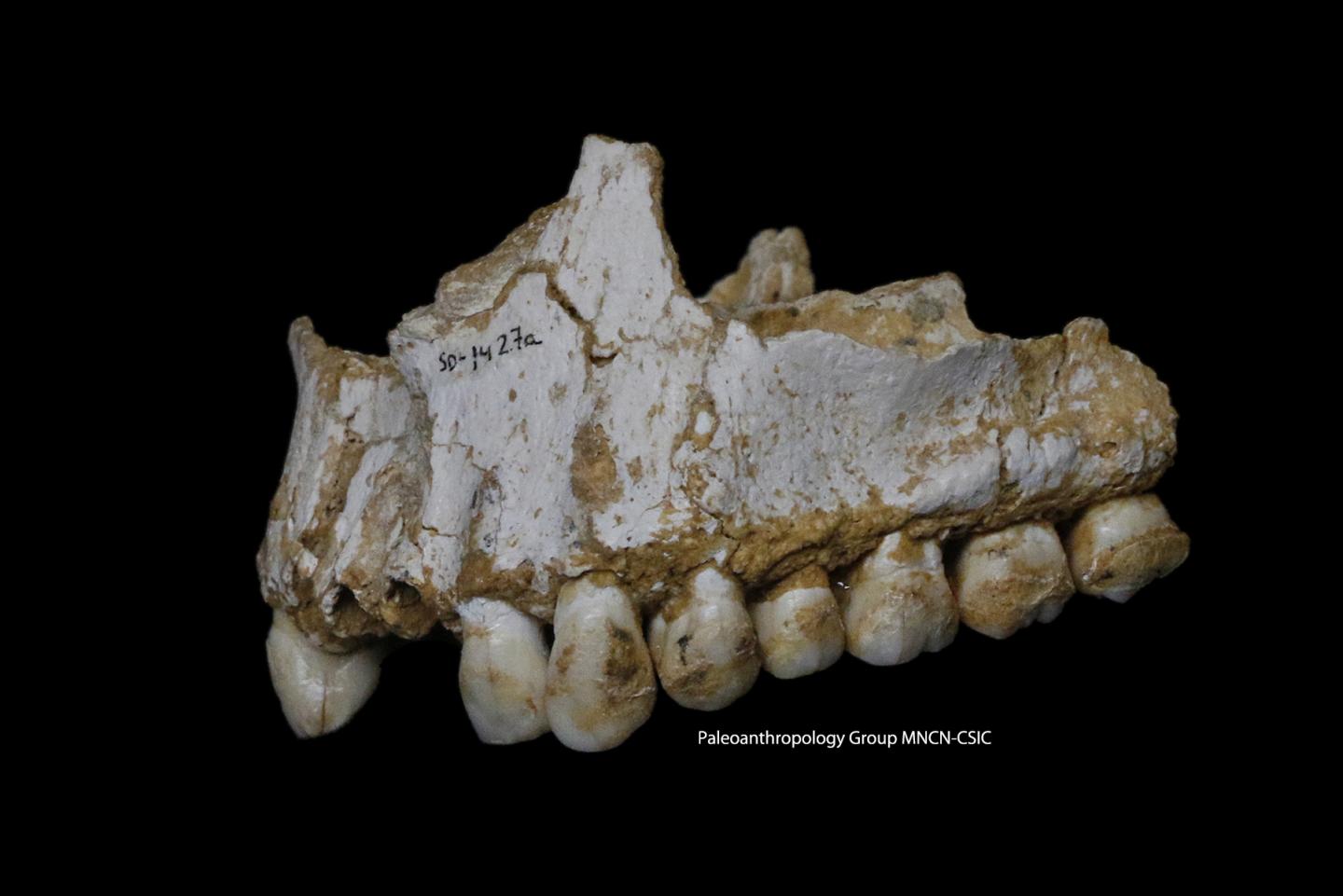 Dental Plaque DNA Shows Neandertals Used 'Aspirin'