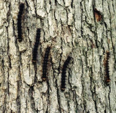 Virus Gene Leads Moths to Tree-Top Doom (2 of 9)