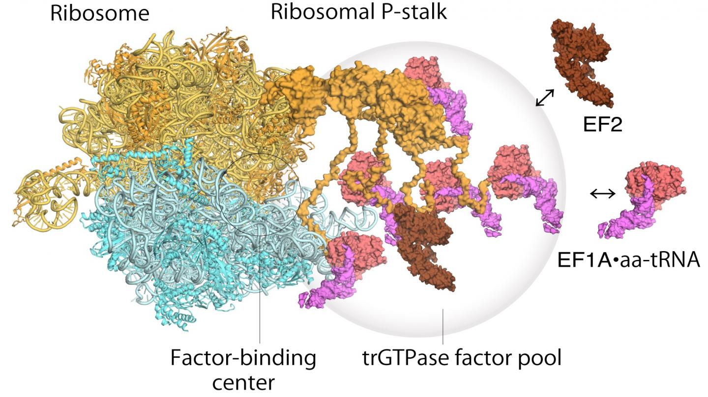 ribosomes microscope