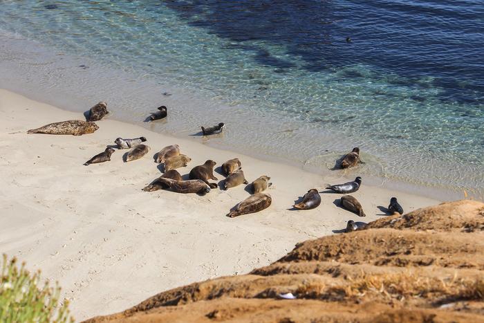 Seals on La Jolla, CA beach