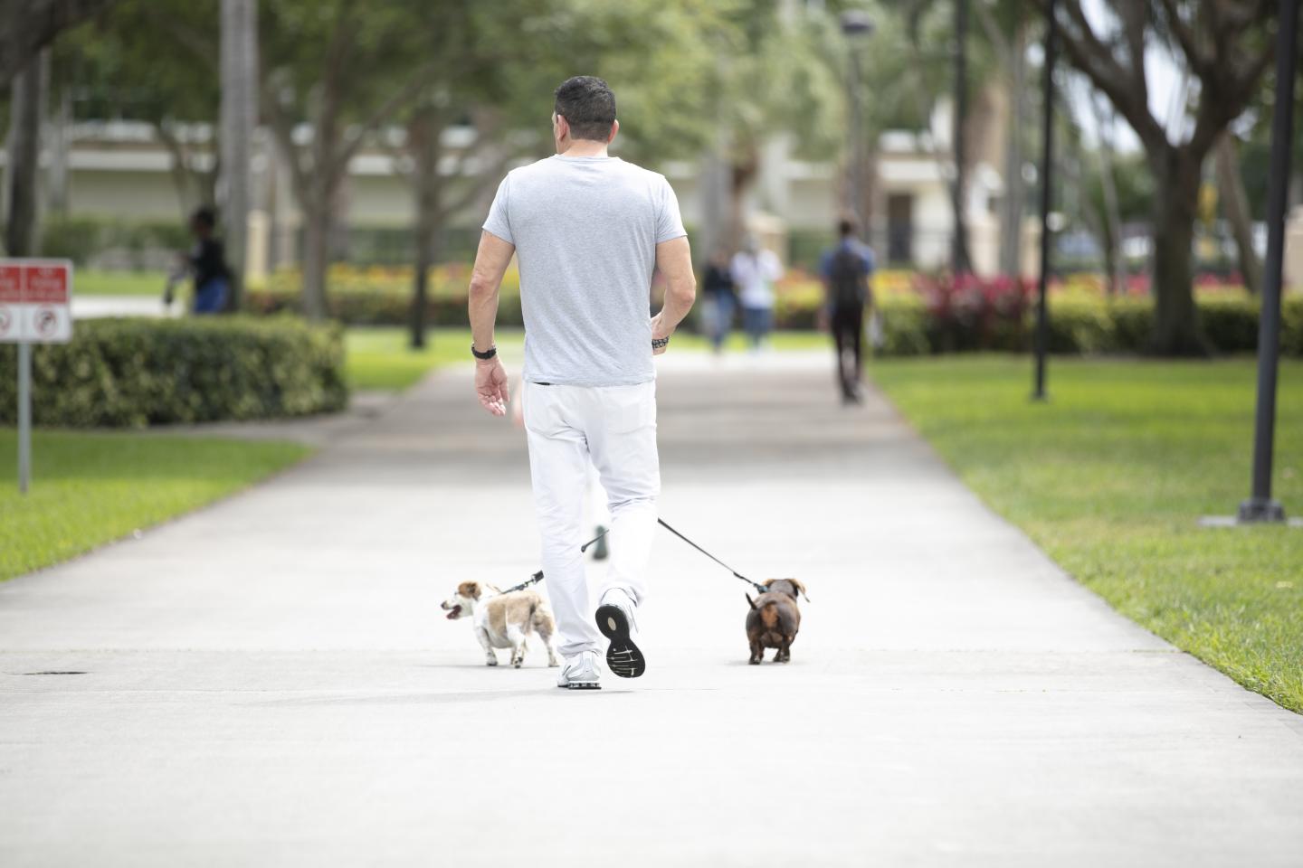 Vets Walking Pets