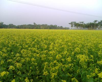 Field Mustard