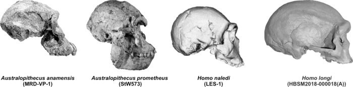 Paleontologists at the University of M reveal new data on the evolution of the hominid cranium