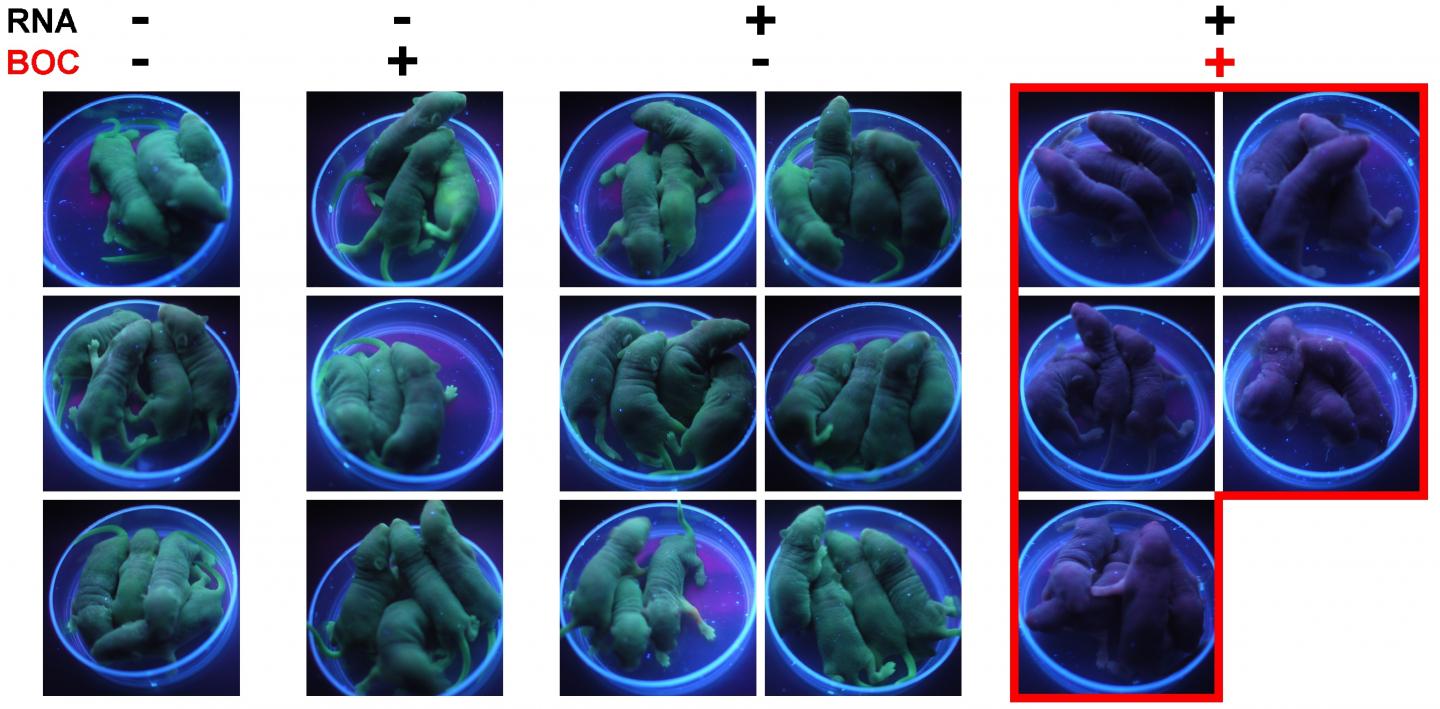 Genetically Edited Mice