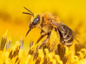 Sunflower bee