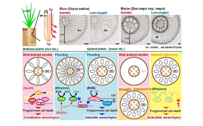 Model of signaling processes for aerenchyma formation in wetland and upland plants