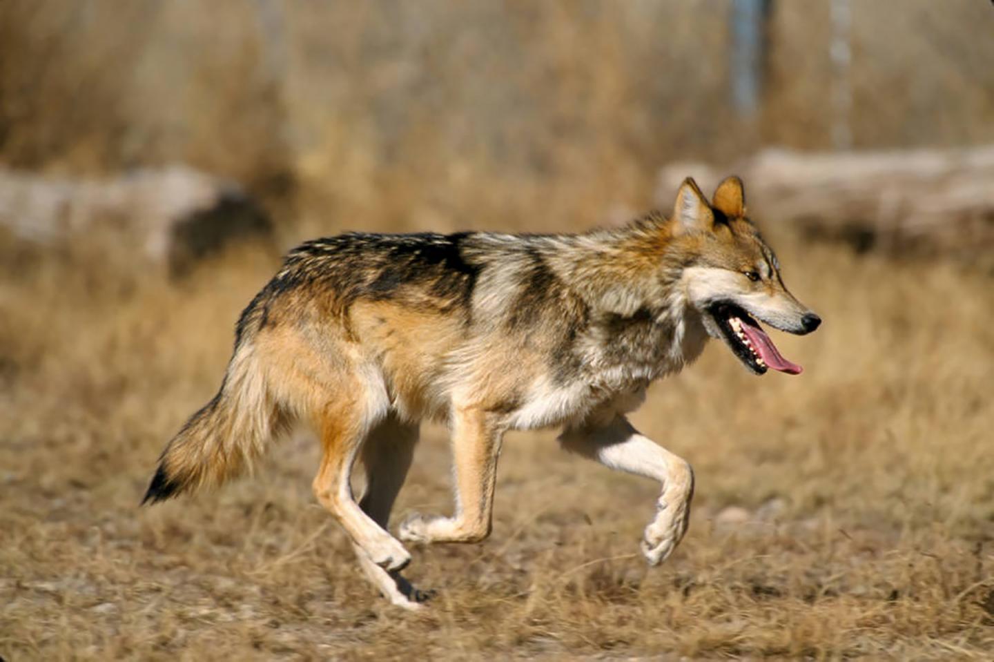 Endangered Mexican Gray Wolf