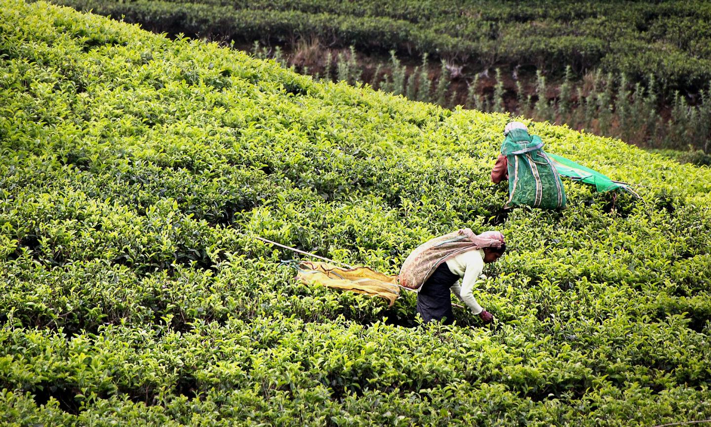 Tea Harvest