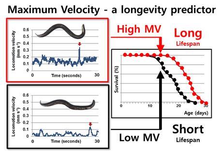 Maximum Velocity