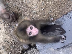 Disabled infant macaque