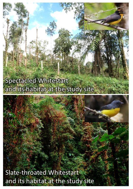 The two species and their habitats at the study site in Ecuador (Photos by J. Nowakowski)