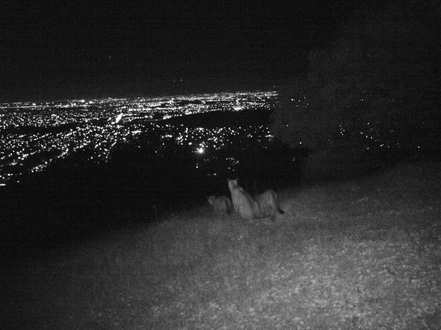 Puma with Cubs above San Jose