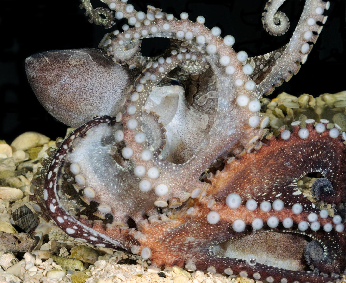 Larger Pacific Striped Octopus Sucker Alignment