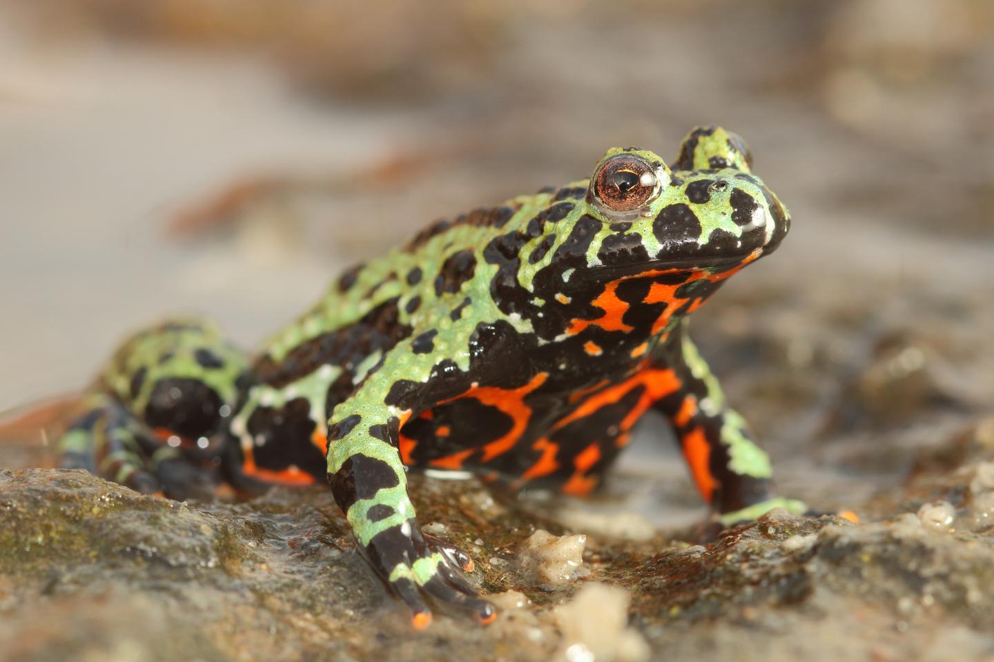 Fire Bellied Toad (2 of 2)