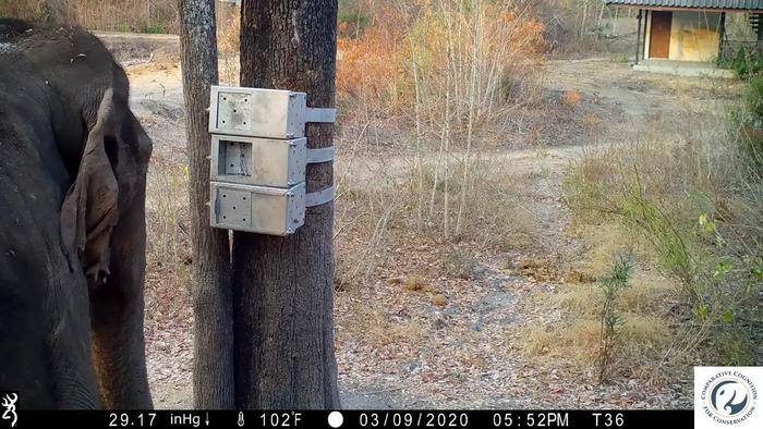 Elephant solves food puzzle box