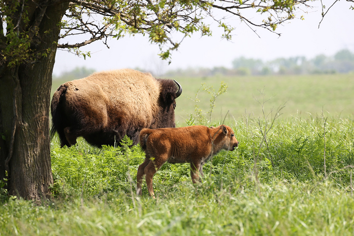 Bison at Midwein National Tallgrass Prairie, Will County, Illinois.