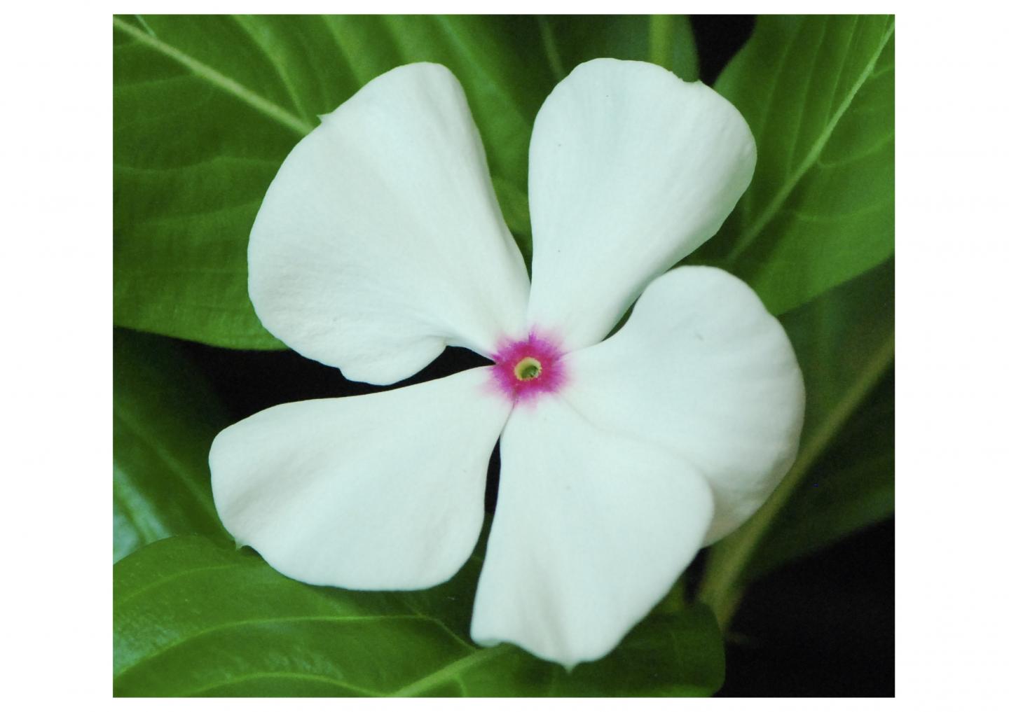 Madagascar Periwinkle