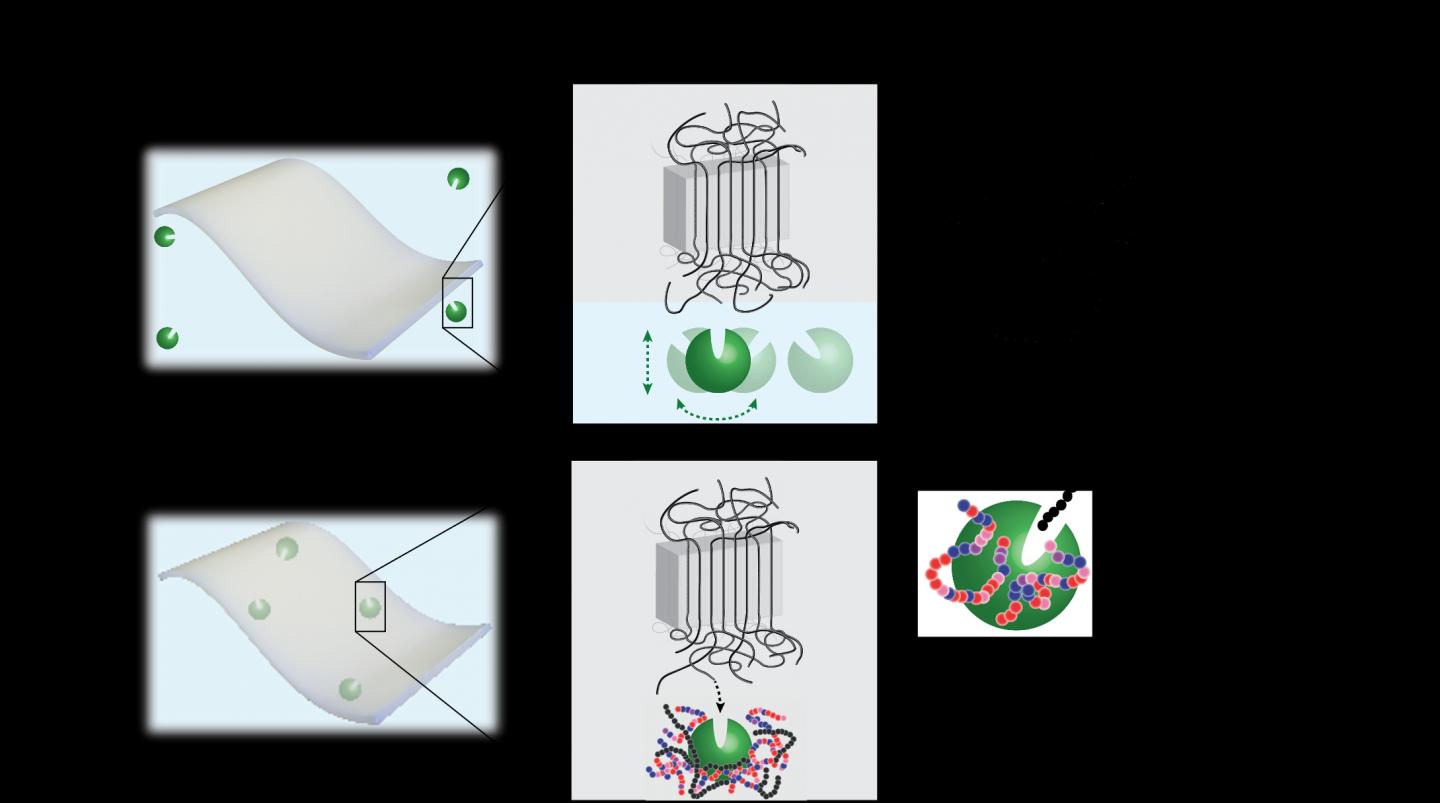 The value of embedding polymer-eating enzymes