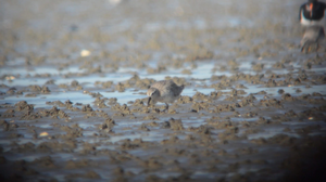 Red knot searching shrimp